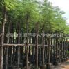 基地生產(chǎn)紅花楹樹 洋楹 福建鳳凰木 鳳凰木行道樹
