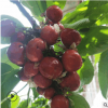 黑珍珠櫻桃苗品質(zhì)好大量小櫻桃苗價(jià)格優(yōu)惠吉塞拉櫻桃苗當(dāng)年可食用