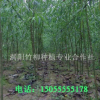 純正竹柳種源源自渦陽竹柳合作社
