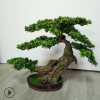 仿真中式松樹盆景禪意迎客松崖柏酒店會所前臺客廳植物花瓶擺件