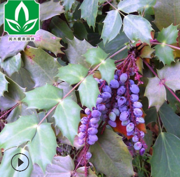 批發綠化苗木十大功勞苗 細葉十大功勞 常綠灌木規格齊全