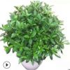 室內客廳大型綠植 非洲茉莉盆栽花卉植物 四季常青凈化空氣吸甲醛