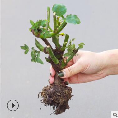 月季 玫瑰花苗盆栽 綠植花卉 觀花植物 室內(nèi)陽(yáng)臺(tái) 四季開花 玫瑰花