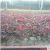 紅葉李 紫葉李 1-10公分規格齊全