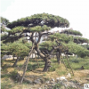 造型黑松 四季常綠 園林綠化 工程常用迎客松 指導(dǎo)栽植管理景松