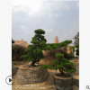 【批發(fā)直銷(xiāo)】精品庭院樹(shù)造型黑松 黑松盆景 日本黑松 臺(tái)灣黑松