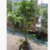 羅漢松小型盆景樹， 專業培育批發種苗園林裝飾植物擺件
