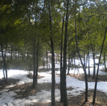 安吉竹盛直供5CM龜甲竹 各類竹苗近百種