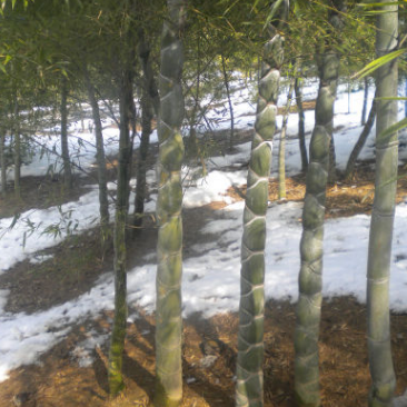 安吉基地直供3CM等規格龜甲竹等近百種綠化竹苗