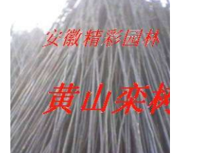 黃山欒樹(shù)