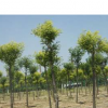 110國(guó)槐，國(guó)槐價(jià)格，法桐，北欒