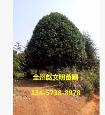 產(chǎn)地貨源 嫁接桂花樹 高30cm-200cm 常綠性黃色系自產(chǎn)自銷