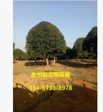 苗木基地直銷精品桂花樹 桂林全州八月金桂 廣西四季桂批發(fā)