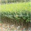 供應(yīng)小葉女貞樹苗 小葉女貞球 綠化工程苗各規(guī)格齊全小葉女貞批發(fā)