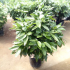 植物小盆栽平安樹苗 綠植花卉平安樹室內(nèi)客廳辦公植物平安樹苗批