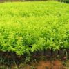 杜鵑杯苗，可直接用于綠化 專業培育批發種苗園林裝飾植物擺件
