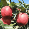 極早熟紅富士 富藤一號蘋果苗 富藤金果嫁接蘋果樹苗南方北方種植