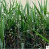 基地直銷優(yōu)質(zhì)水生植物 蘆葦苗 凈化水質(zhì) 水生蘆葦花卉