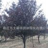 供應(yīng)各種工程苗木 ф2-15CM紅葉李 優(yōu)質(zhì)紫葉李 紫葉李苗