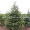 批發(fā)云杉 基地貨源 規(guī)格齊全 喬木 園林綠化