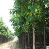 供應(yīng)各種工程綠化苗木青桐基地直銷 優(yōu)質(zhì) 青桐樹 梧桐樹