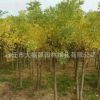 供應(yīng)金枝槐 黃金槐 黃槐 槐樹 金枝國(guó)槐 綠化工程