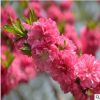 供應(yīng)苗木 大量現(xiàn)貨 優(yōu)質(zhì) 碧桃 紫葉碧桃 紅色碧桃