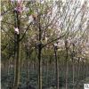 供應各種工程綠化 大量批發 優質西府海棠4年苗