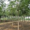 供應各種工程苗木椿樹 花卉 基地直銷 優質 臭椿規格齊全