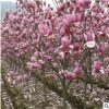 基地供應各種工程苗木 花卉 基地直銷 優質 紫玉蘭