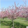 供應各種工程綠化 大量批發(fā) 優(yōu)質(zhì)垂絲海棠 規(guī)格齊全