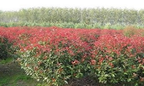 南京苗圃紅葉石楠樹、紅葉石楠球價格、紅葉石楠常年供應