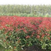 南京苗圃紅葉石楠樹、紅葉石楠球價格、紅葉石楠常年供應