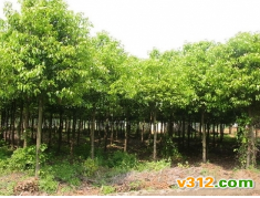 苗圃直銷香樟價格 香樟樹農戶價格,全冠香樟樹苗價格