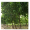 移栽刺槐廠家