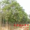道年花木園藝場(chǎng)供應(yīng)【重陽(yáng)木】苗 綠化工程苗 規(guī)格齊全 優(yōu)質(zhì)喬木