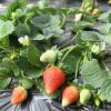 紅顏草莓苗四季草莓苗奶油草莓苗庭院陽臺果樹苗盆栽草莓當年結果