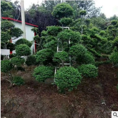小葉女貞造型樹 大量批發高檔園林綠化苗木 庭院美化規格齊全