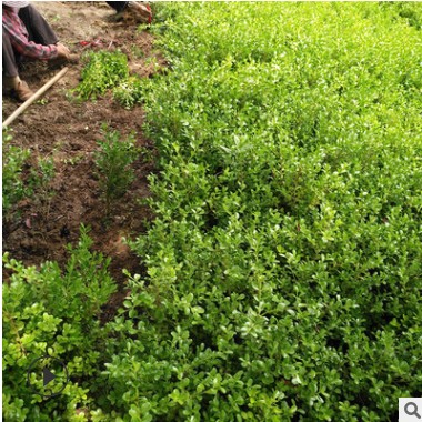 基地批發小葉黃楊 瓜子黃楊 黃楊苗 綠籬綠化園林工程苗 規格齊全
