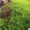 基地批發(fā)小葉黃楊 瓜子黃楊 黃楊苗 綠籬綠化園林工程苗 規(guī)格齊全