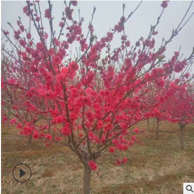 綠化苗木基地大量現貨供應 優質紅葉碧桃小苗 紫葉碧桃樹苗規格全