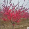 綠化苗木基地大量現(xiàn)貨供應(yīng) 優(yōu)質(zhì)紅葉碧桃小苗 紫葉碧桃樹苗規(guī)格全