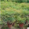 基地直銷南天竹苗 庭院園林綠化工程苗木 南天竹小苗 規(guī)格齊全