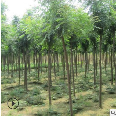 基地批發合歡樹苗 綠化苗木工程 合歡樹絨花樹苗 規格齊全