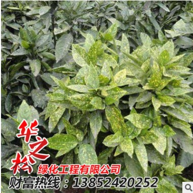 批發灑金珊瑚苗 園林綠化工程綠化苗 四季常青 優質灌木苗木