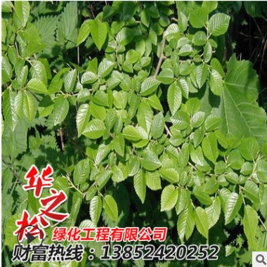 榆樹苗銷售 園林綠化工程苗木 可盆栽 成活率高 庭院觀賞樹形優美