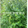 青檀小苗 一年生青檀苗