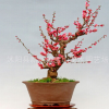 紅梅花盆栽綠梅烏梅透骨紅梅花盆栽盆景樹樁高檔梅花盆栽規格齊全