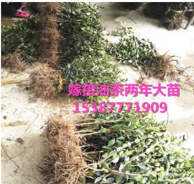 油茶苗山茶油樹(shù)苗油茶樹(shù)苗木梓苗嫁接高產(chǎn)油茶長(zhǎng)林系列康盛苗木
