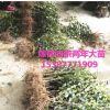 油茶苗山茶油樹苗油茶樹苗木梓苗嫁接高產(chǎn)油茶長林系列康盛苗木
